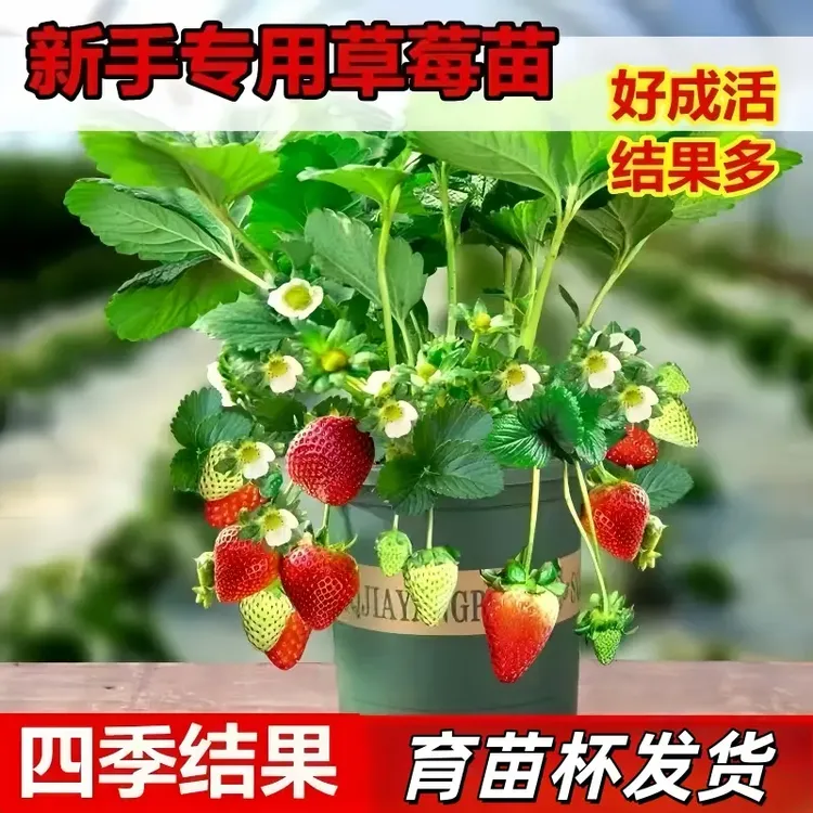 【精选】高产量大果草莓盆栽苗基地直发草莓苗阳台室内外爆花爆果