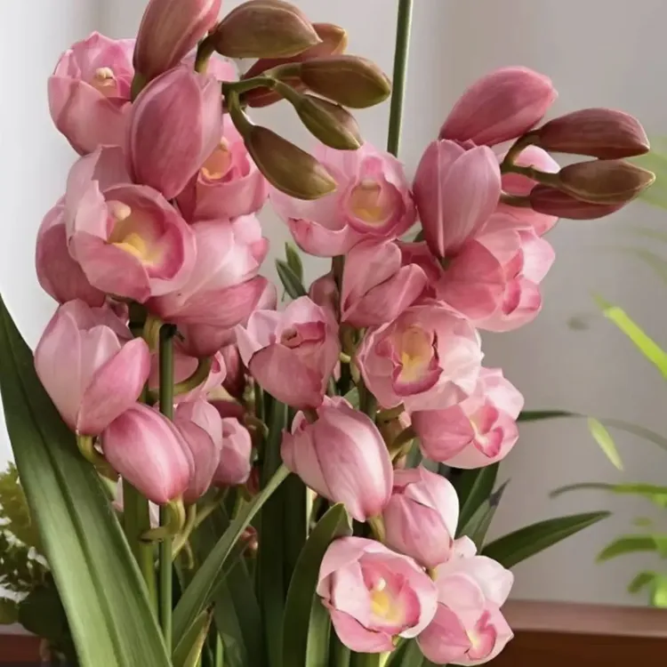 六朝金粉 直立 大花蕙兰好养带花苞室内高端精品绿植花卉