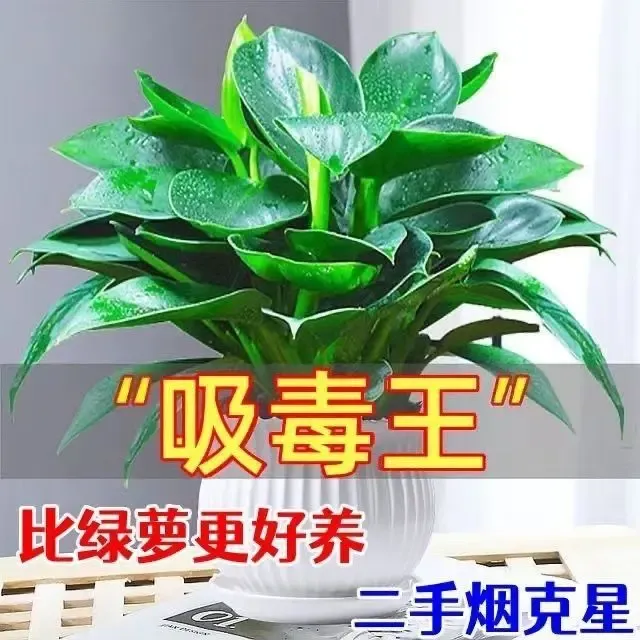 【拍1发2】金钻水培氮肥室内净化空气四季常青好养活植物肥料氮单质商品图