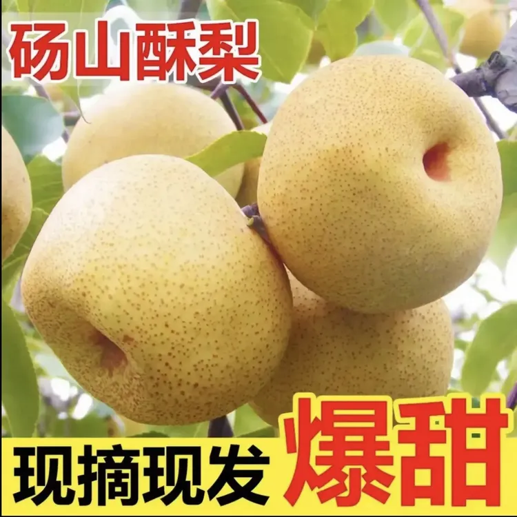 砀山冰糖梨酥梨正宗老树梨子新鲜现摘脆甜多汁皮薄当季水果特产