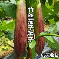 金竹丝茄子茄子新鲜种子四季冰川种植蔬菜蔬菜茄子新鲜种子