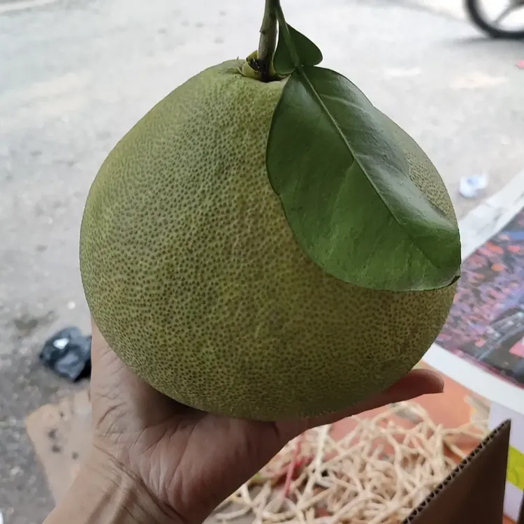 青柚当季特大果青皮多汁新鲜水果