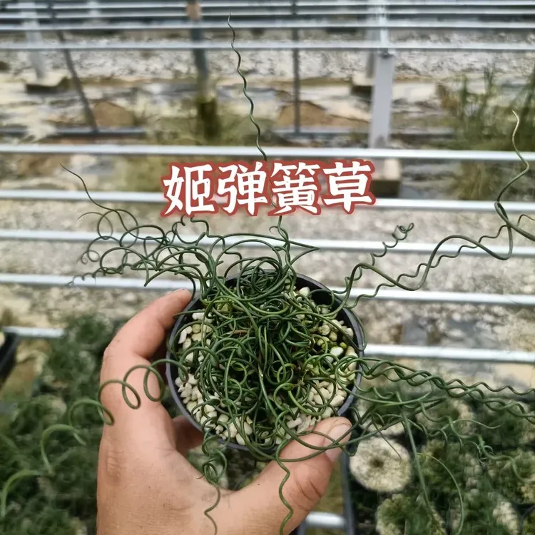 基地直销日本山野草进口姬弹簧草螺旋灯芯草雨林弹簧草趣味多年生