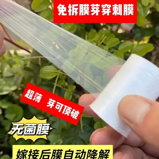 超薄无菌膜膜拍一发三芽穿刺免拆自动降解果树盆景花卉金弹子通用商品图