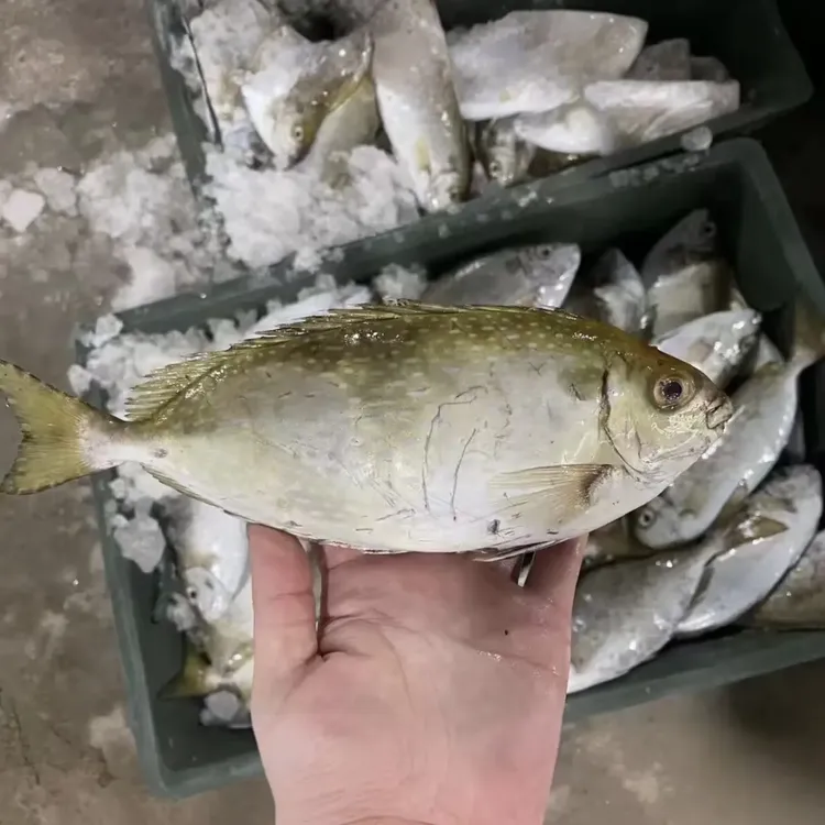 神泉本港野生照灯泥猛鱼（黄提）顺丰冷链发货肉质鲜嫩