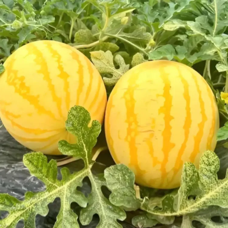 【新店冲量】《顺丰包邮》现摘现发头茬麒麟黄皮西瓜黄金瓜小黄人产地