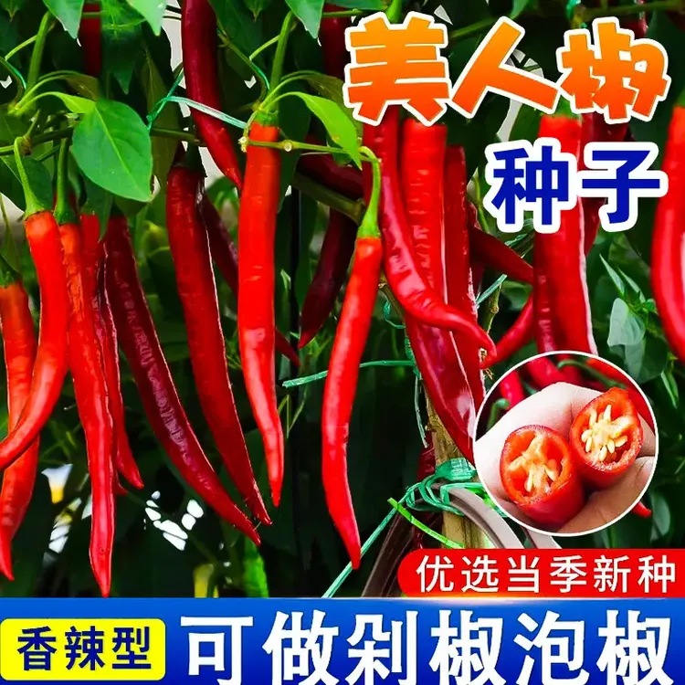 【全店满5元包邮】四季种植正宗美人椒种籽辣椒蔬菜种子