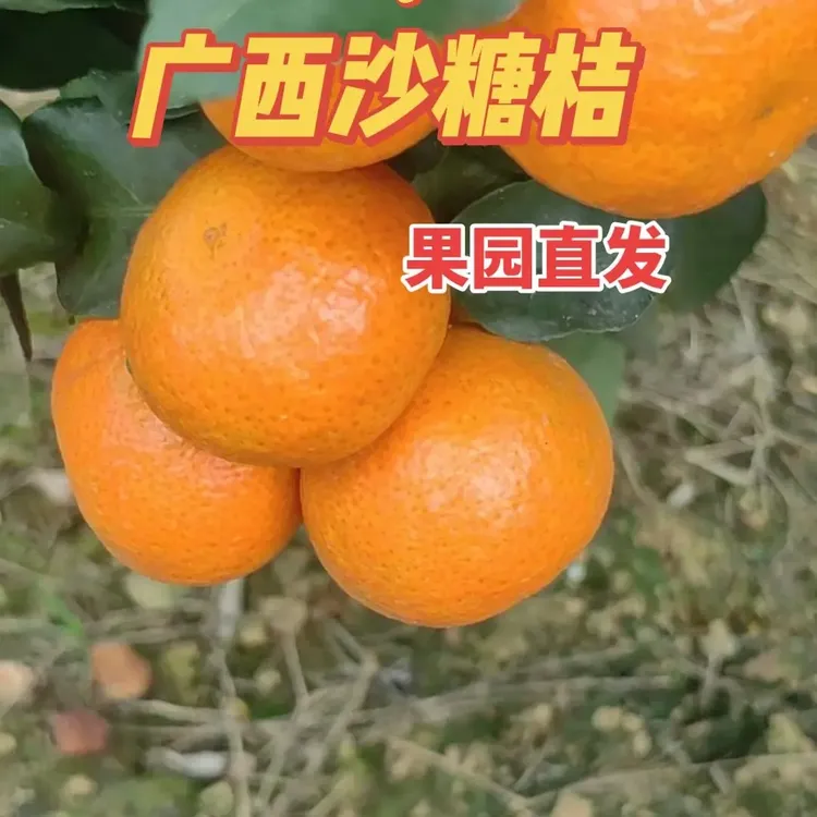 正宗广西沙糖桔新鲜采摘果园直发