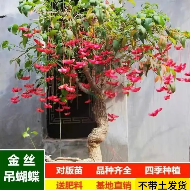 金丝吊蝴蝶阳台庭院均可栽种所见所得寓意好