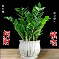 新款招财金钱树绿植室内盆栽四季常青办公室客厅