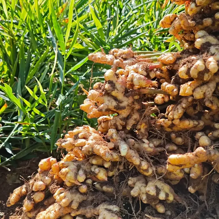 正宗高山小黄姜新鲜生姜老姜现挖嫩姜土姜月子姜黄姜蔬菜现发