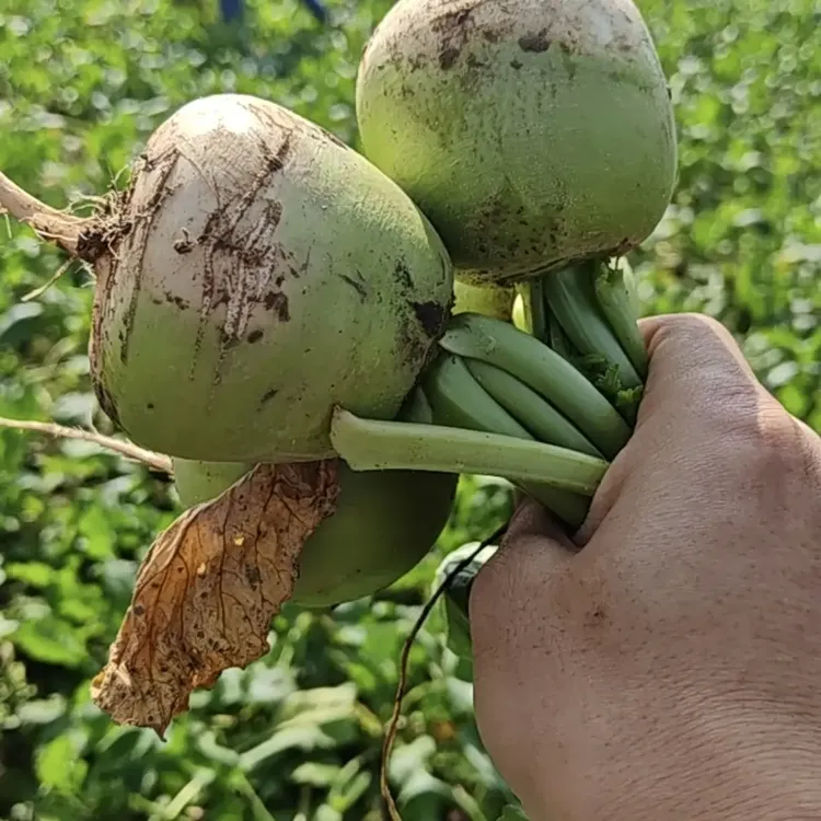 广水本地半头青萝卜口感粉糯香甜