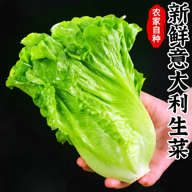 云南新鲜奶油意大利生菜清甜脆嫩可生吃适合火锅沙拉