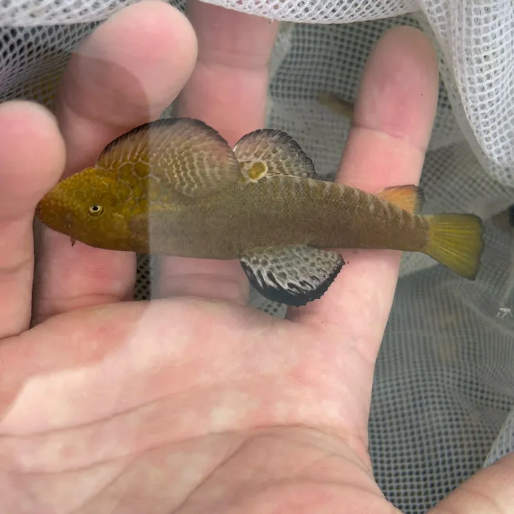 原生观赏鱼萨氏宽鳍鱲冷水鱼活体好养淡水鱼