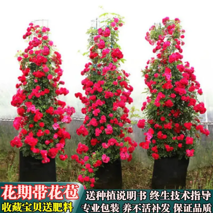 红木香-黄木香-橙木香-爬藤月季花苗四季开花蔷薇藤本庭院花卉