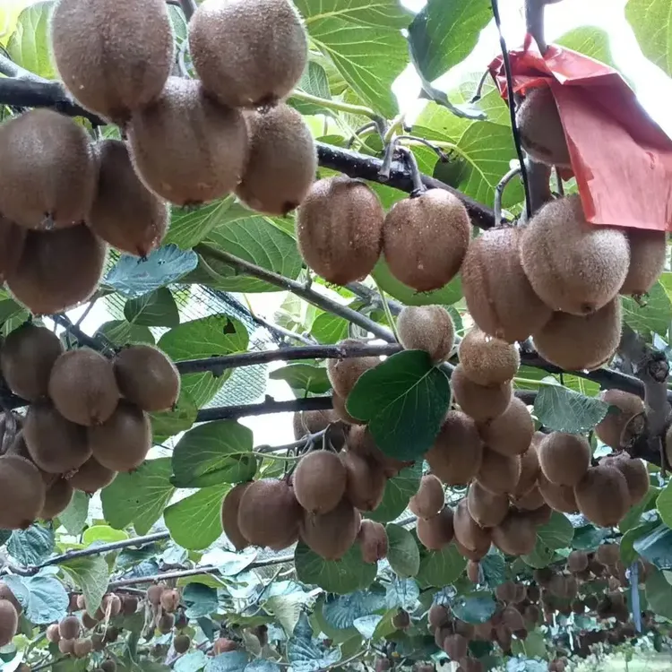 陕西徐香猕猴桃买5斤送2斤，当季水果香甜多汁