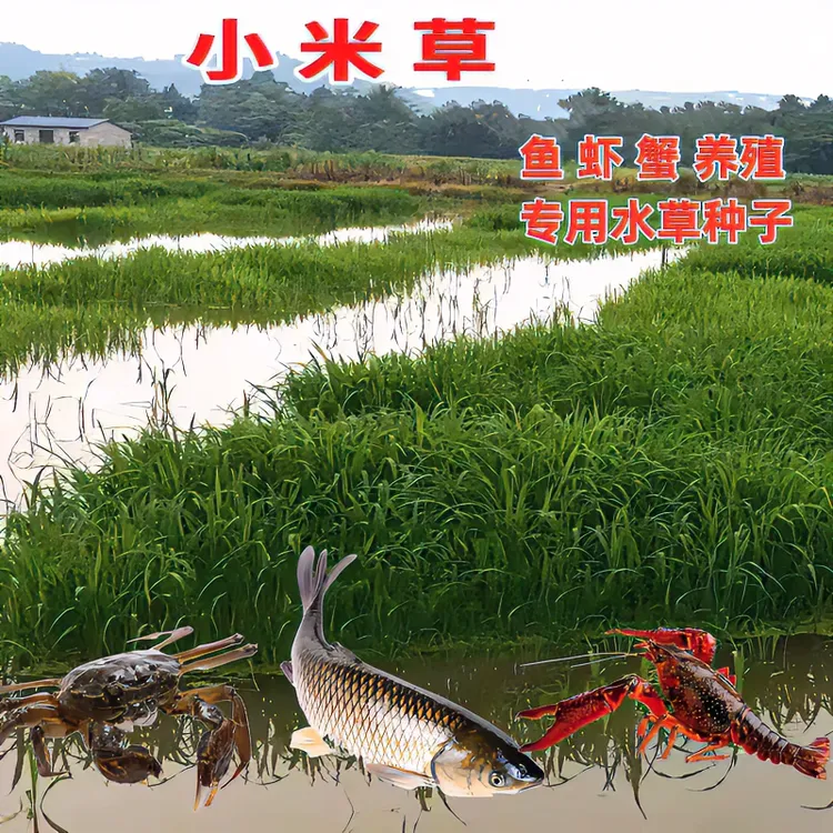 小米草种子水草籽水产养殖耐热耐涝鱼草种子夏季养殖鱼虾蟹牧草籽