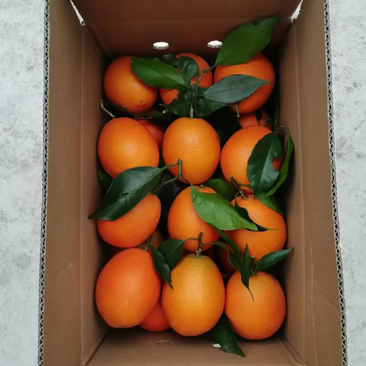 正宗奉节脐橙爆款礼品自然成熟应季水果产地直发鲜摘鲜发带叶鲜果