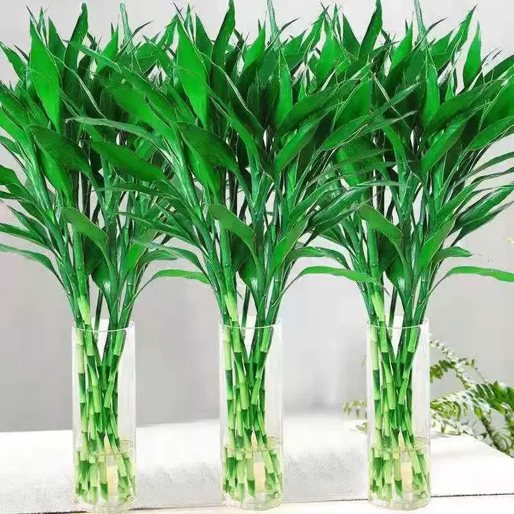 富贵竹水培植物竹子绿植盆景室内盆栽净化空气四季富贵竹水养
