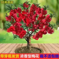 【带花苞】腊梅树苗盆栽地栽老桩浓香型耐寒植物冬天开花庭院浓香