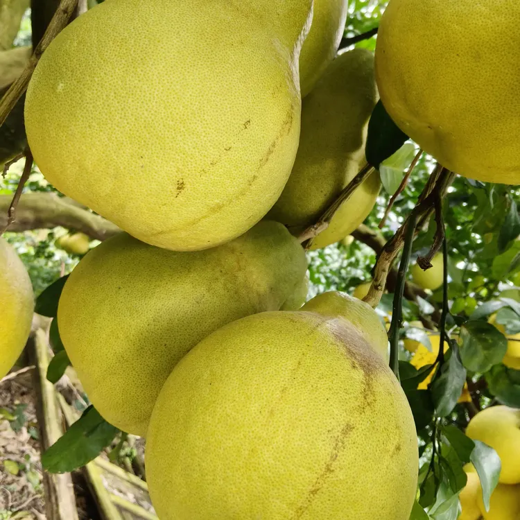 广西高山老树沙田柚农家肥种植自家果园现摘现发