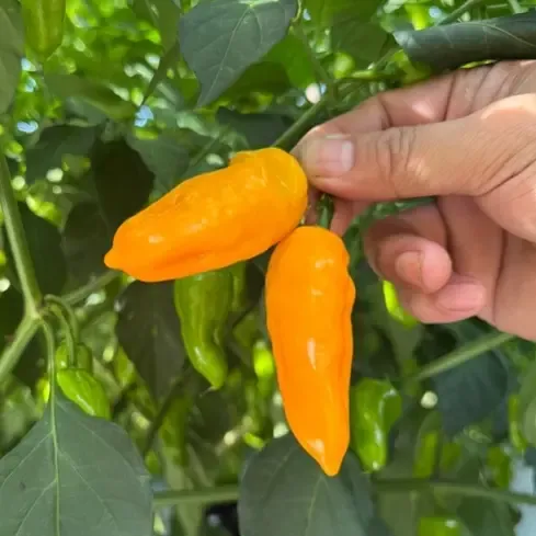 新鲜采摘魔鬼椒 黄椒 辣椒 特辣 永安黄椒