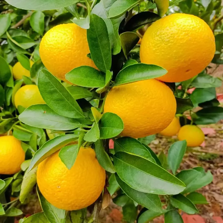庆元甜桔柚现摘新鲜水果产地直发香甜多汁