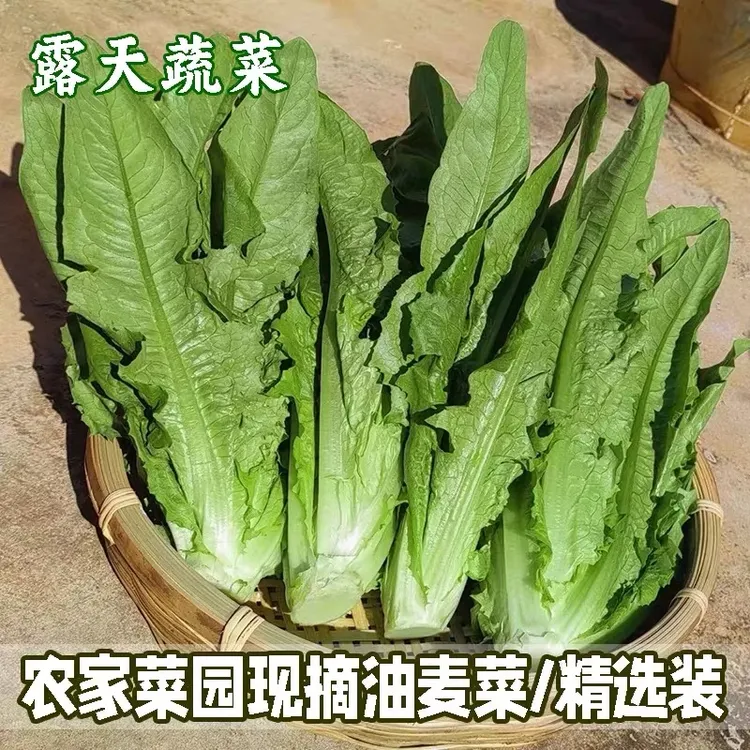 云南新鲜油麦菜火锅菜油麦菜莴笋尖莜麦菜生菜凤尾时令叶菜