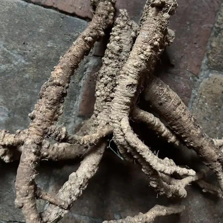 甘肃原产地新鲜野生蛤蟆党参可煲汤炖肉泡水