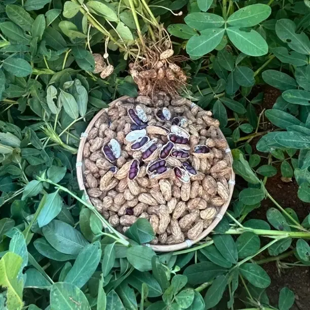 云南特产高原富硒黑花生