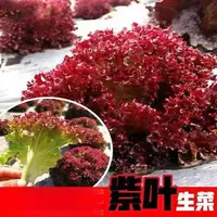 【五袋包邮】紫叶生菜种子沙拉菜种子种植耐寒耐高温热四季种蔬菜子