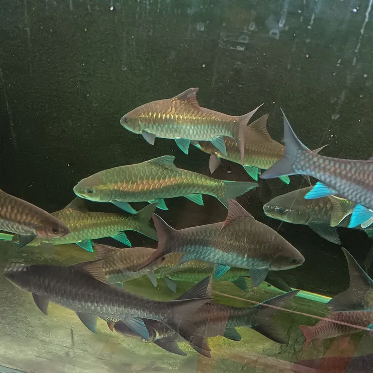 黑尾大勾群游小型热带淡水观赏鱼草缸混养耐活好养