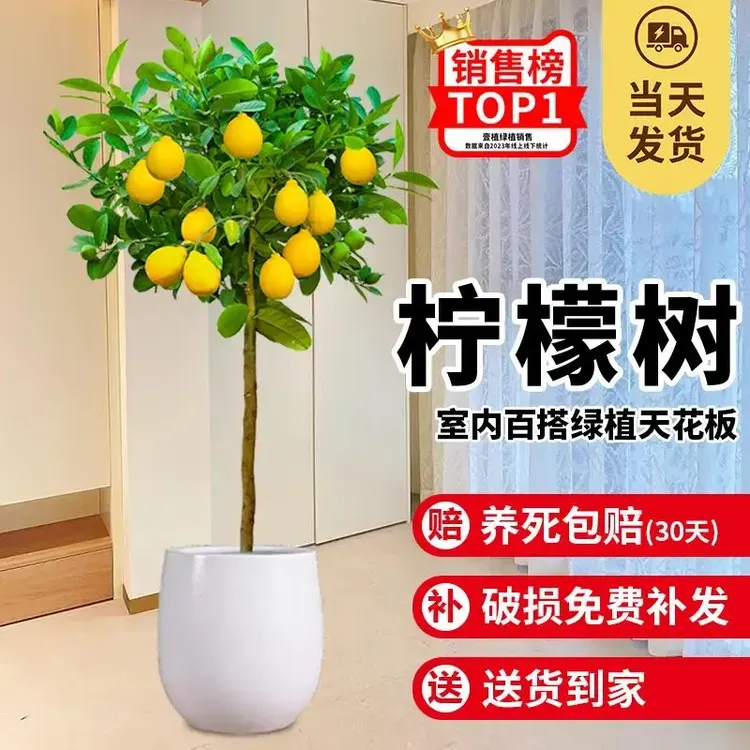 香水柠檬树苗盆栽带果可食用客厅绿植大型植物室内阳台四季花卉