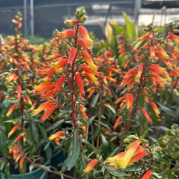 萼距花 节节高盆栽耐热花期长庭院阳台开花植物