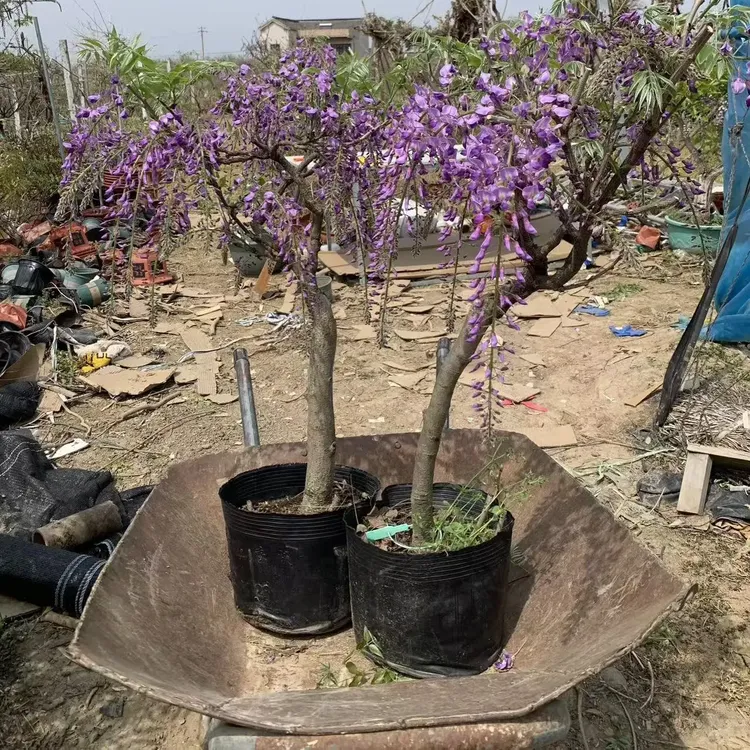 紫藤花紫罗兰庭院阳台盆栽长穗紫藤耐寒带盆发货易打理懒人植物