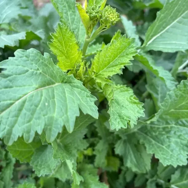 农村新鲜野腊菜现挖现发