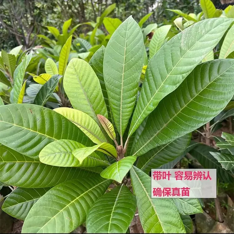 带土带叶妈咪果苗马潘婷果树盆栽水果苗庭院阳台盆栽种植榴莲树