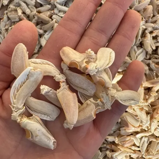 海边低卡即食虾虎腿海瓜子皮皮虾腿休闲解馋海鲜零食