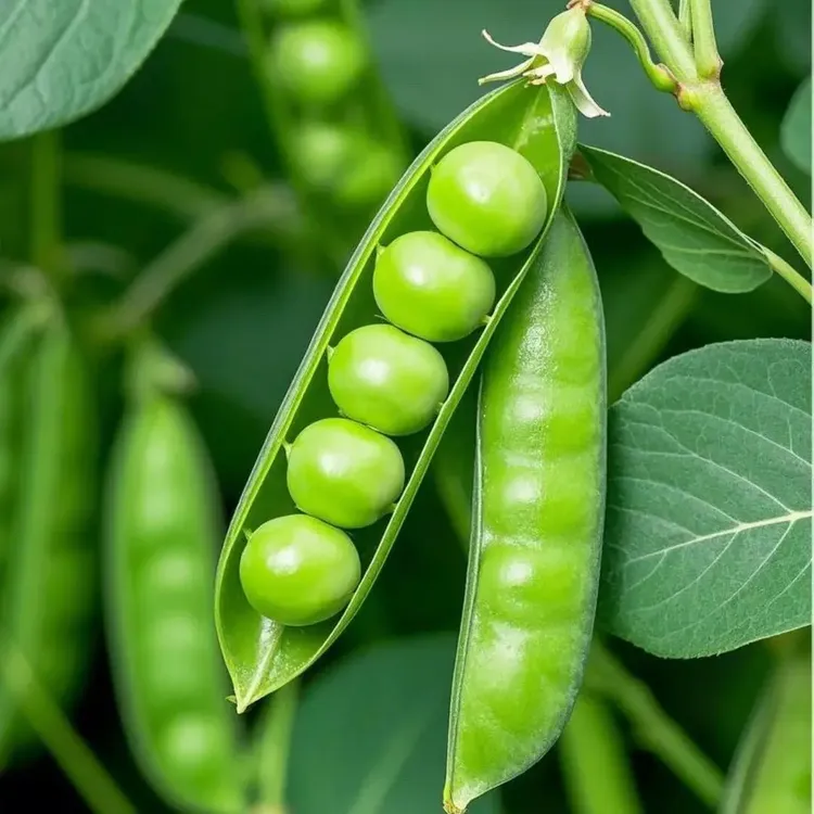 新鲜现摘云南高原露天种植豌豆