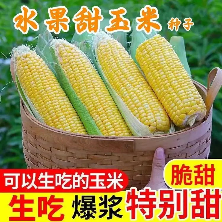 超甜水果玉米种子生吃大棒非转基因四季播杂交黄玉米大田种植种籽