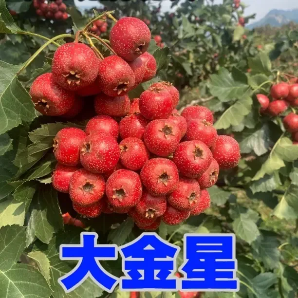 沂蒙山新鲜大金星山楂酸甜可口糖葫芦糖雪球专用鲜果