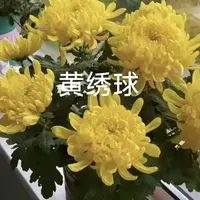 【黄球】大花富贵菊 九月大菊盆栽开花好看