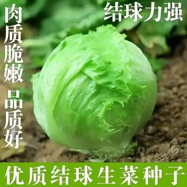 【今年新种】结球生菜种子甜脆汉堡生菜种子脆嫩爽口可生吃生菜种子