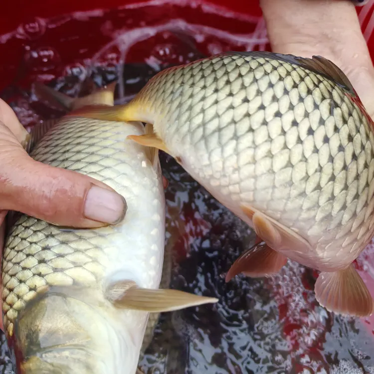 贵州高山梯田稻花鱼新鲜稻花鱼