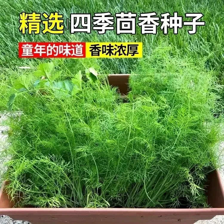 直播间割茬小茴香种子茴香种籽菜四季南方阳台盆栽易种蔬菜种孑