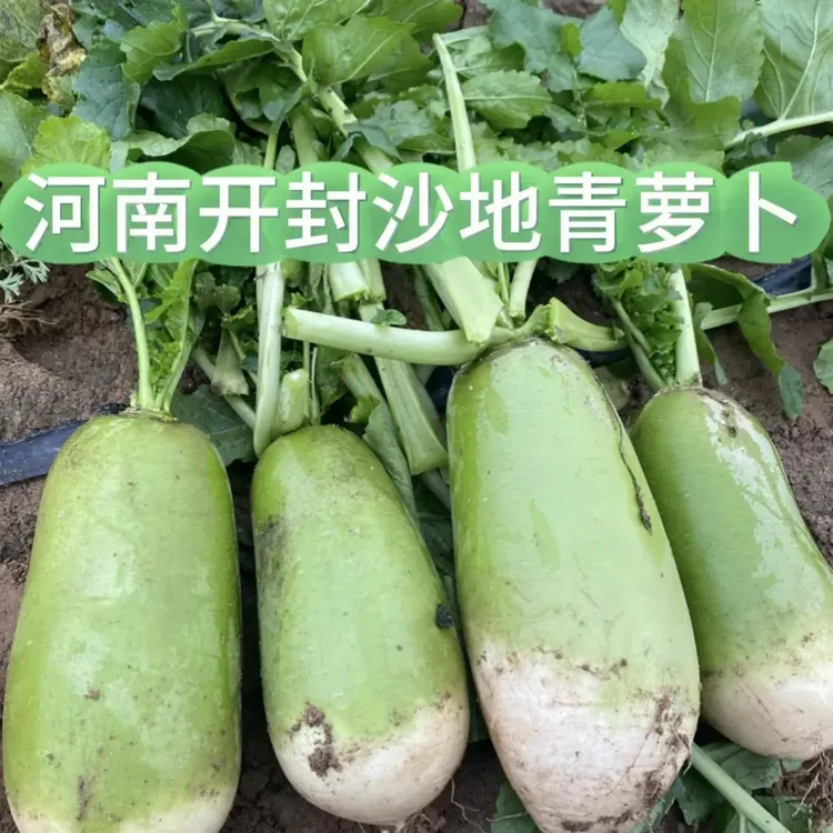 河南农家新鲜现挖青萝卜 菜萝卜 凉拌炖肉炒菜腌萝卜干