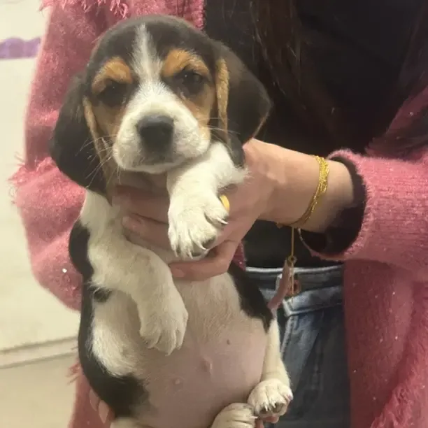 比格犬幼犬聪明听话小型犬大耳朵米格鲁猎兔猎犬活物