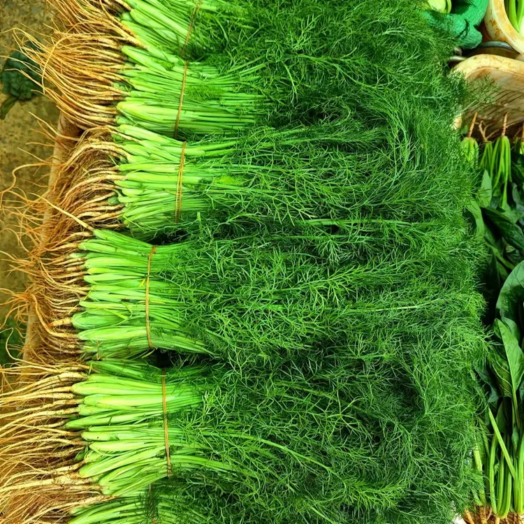 新鲜小茴香云南特产野茴香香味十足包饺子馅料新鲜蔬菜当季想时蔬