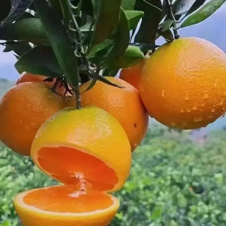 秭归脐橙九月红新鲜水果产地直发皮薄爆汁9甜1酸王源演唱会同款