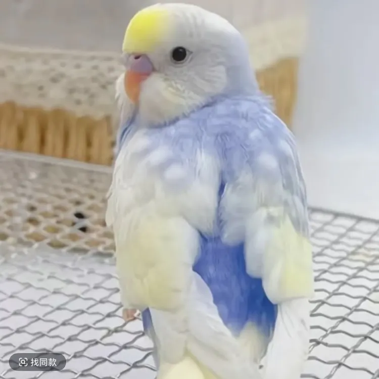 金彩大头虎皮鹦鹉活体手养亲人幼鸟可爱观赏鸟可训技能宠物鸟